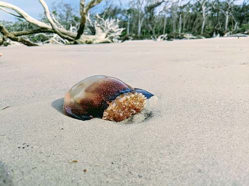 sea life brown animal on sand near driftwood little talbot island